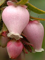 Arctostaphylos columbiana