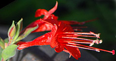 Epilobium septentrionale