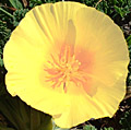 Headlands poppy