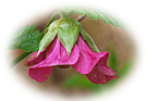 Rubus spectabilis