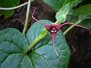 Long-tailed ginger