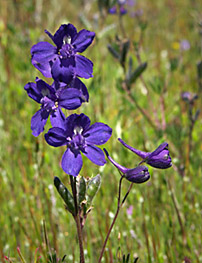 Delphinium