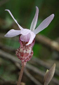 Fairyslipper