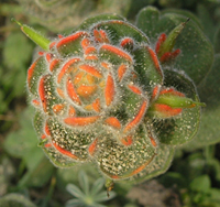 Mendocino paintbrush