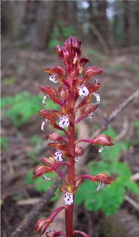 Spotted coralroot