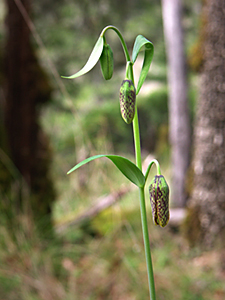 Fritillary