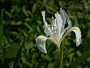 Douglas' iris