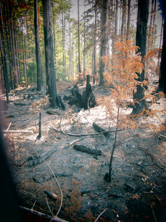 Burn site adjacent to Zeimer Regeneration Unit (clear cut)