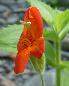 Scarlet monkeyflower