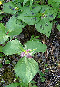 Trillium ovatum