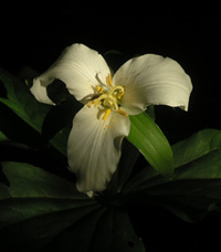 Trillium