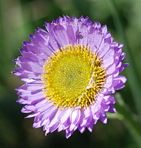 Erigeron glaucus