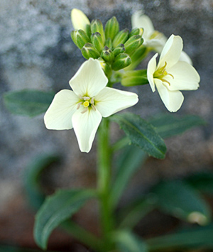 Erysimum menziesii ssp. concinnum