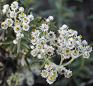 Pearly everlasting