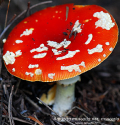 Amanita muscaria