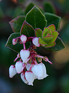 Bearberry manzanita